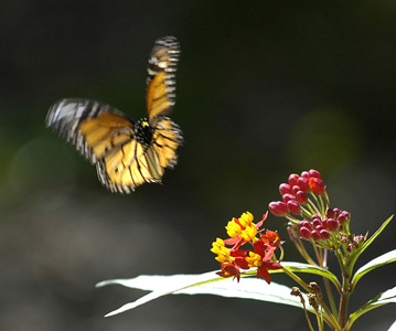 Butterfly landing